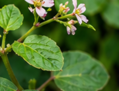 Punarnava (पुनर्नवा), Boerhavia diffusa